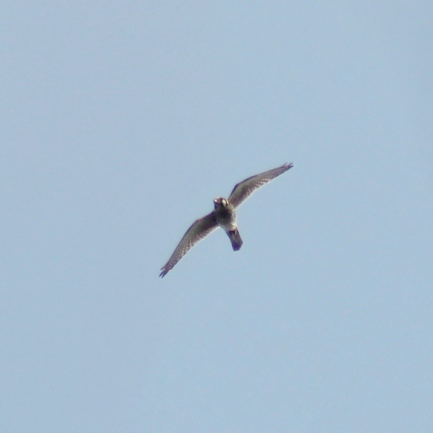 American Kestrel - ML615920901