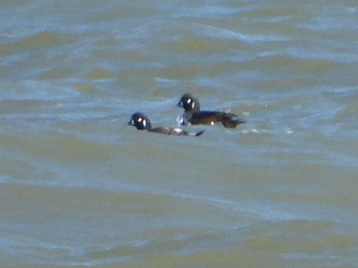 Harlequin Duck - ML615920909