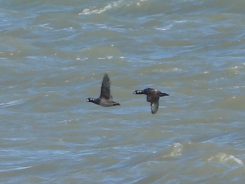 Harlequin Duck - ML615920910