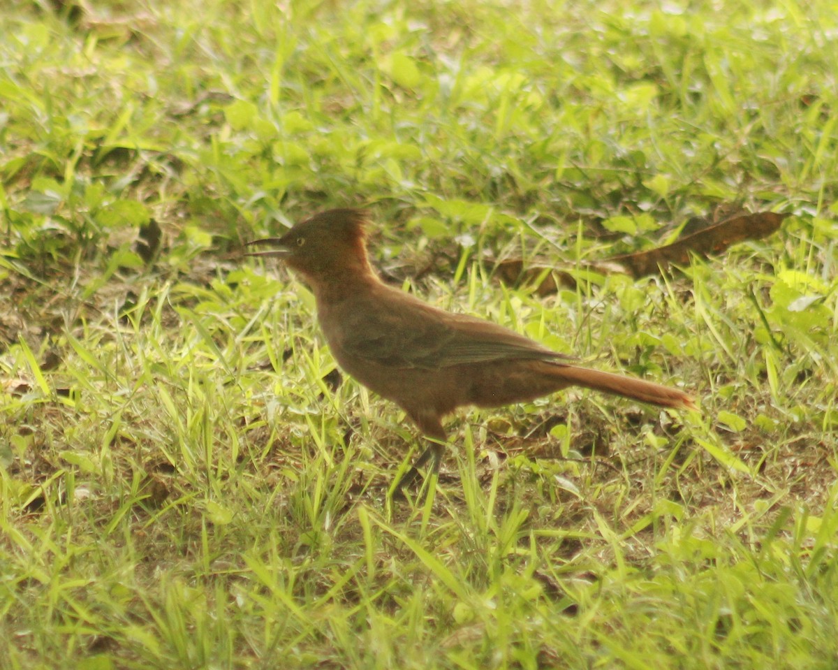 Brown Cacholote - ML615920924