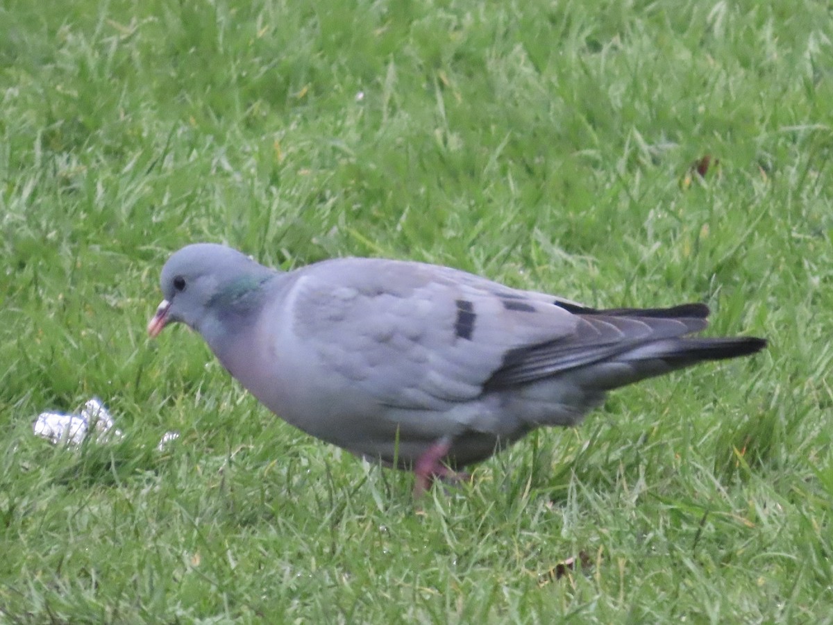 Pigeon colombin - ML615920928