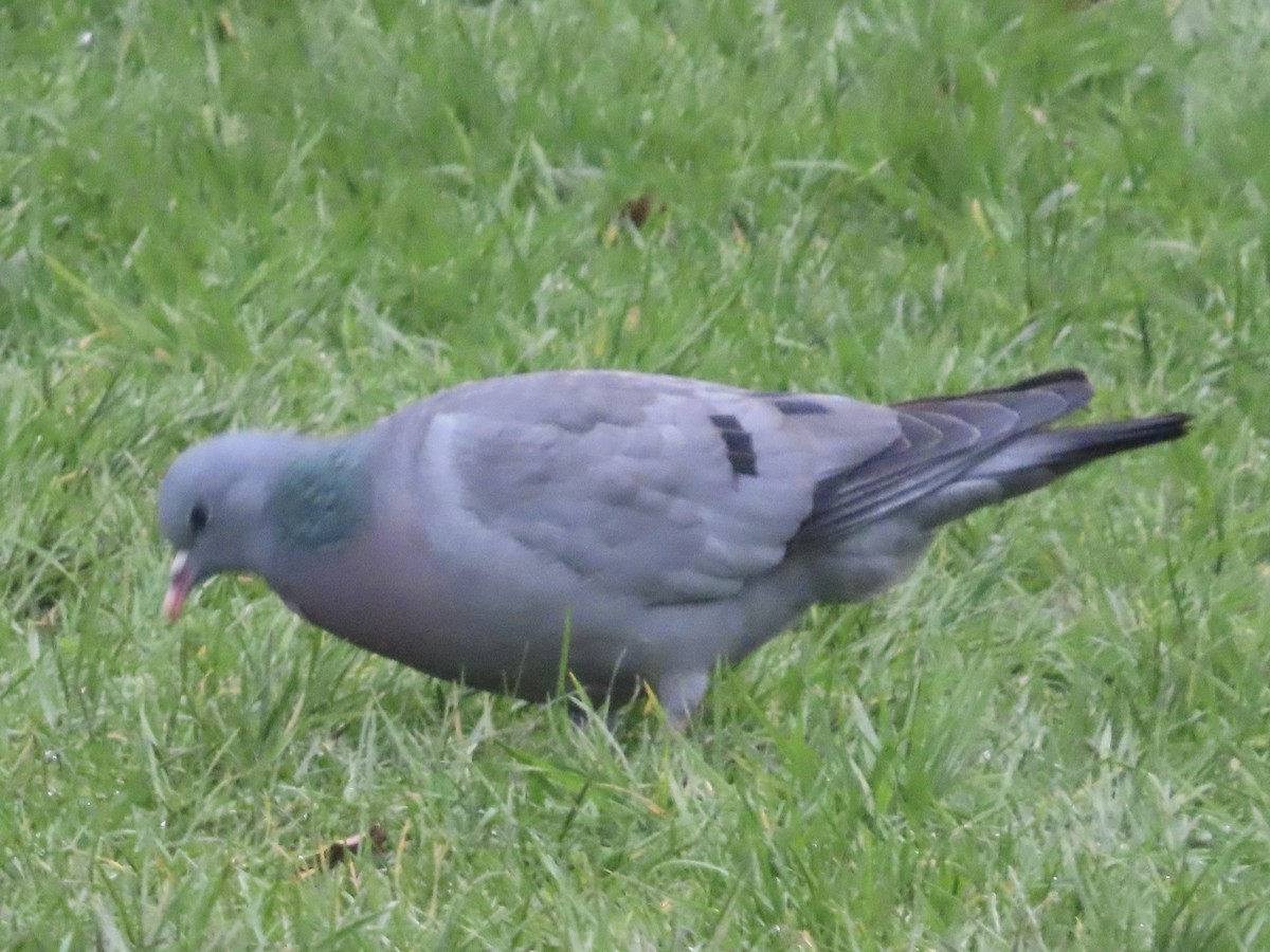 Pigeon colombin - ML615920929