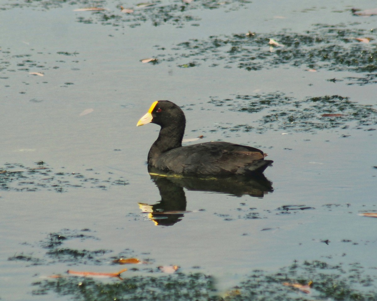 White-winged Coot - ML615920974