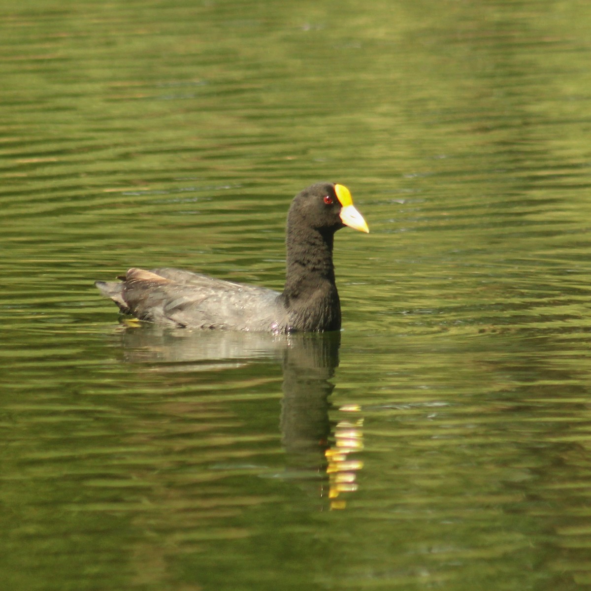 White-winged Coot - ML615920975