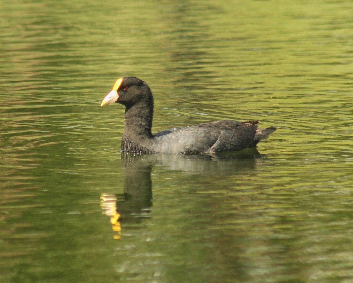 White-winged Coot - ML615920976