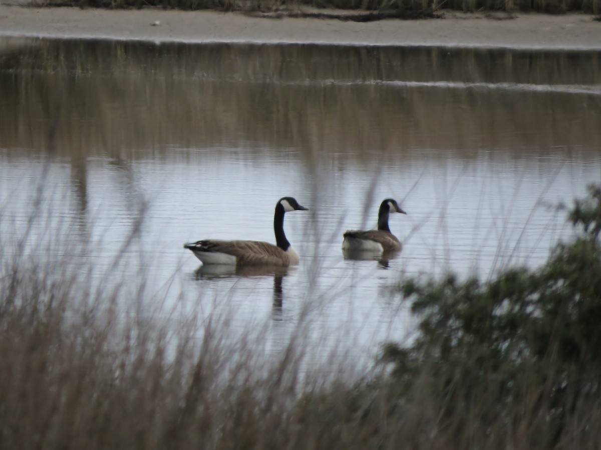 Canada Goose - Brian Cammarano