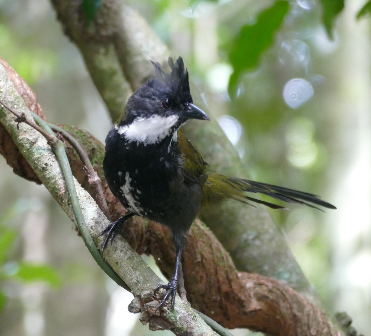 Eastern Whipbird - ML615921014