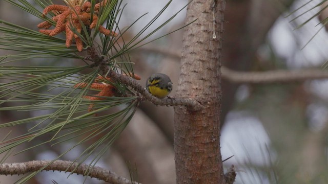 Grace's Warbler - ML615921020