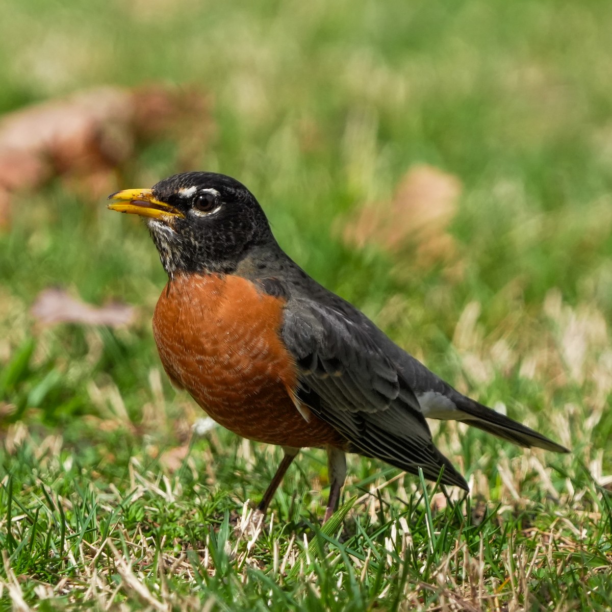 American Robin - ML615921025