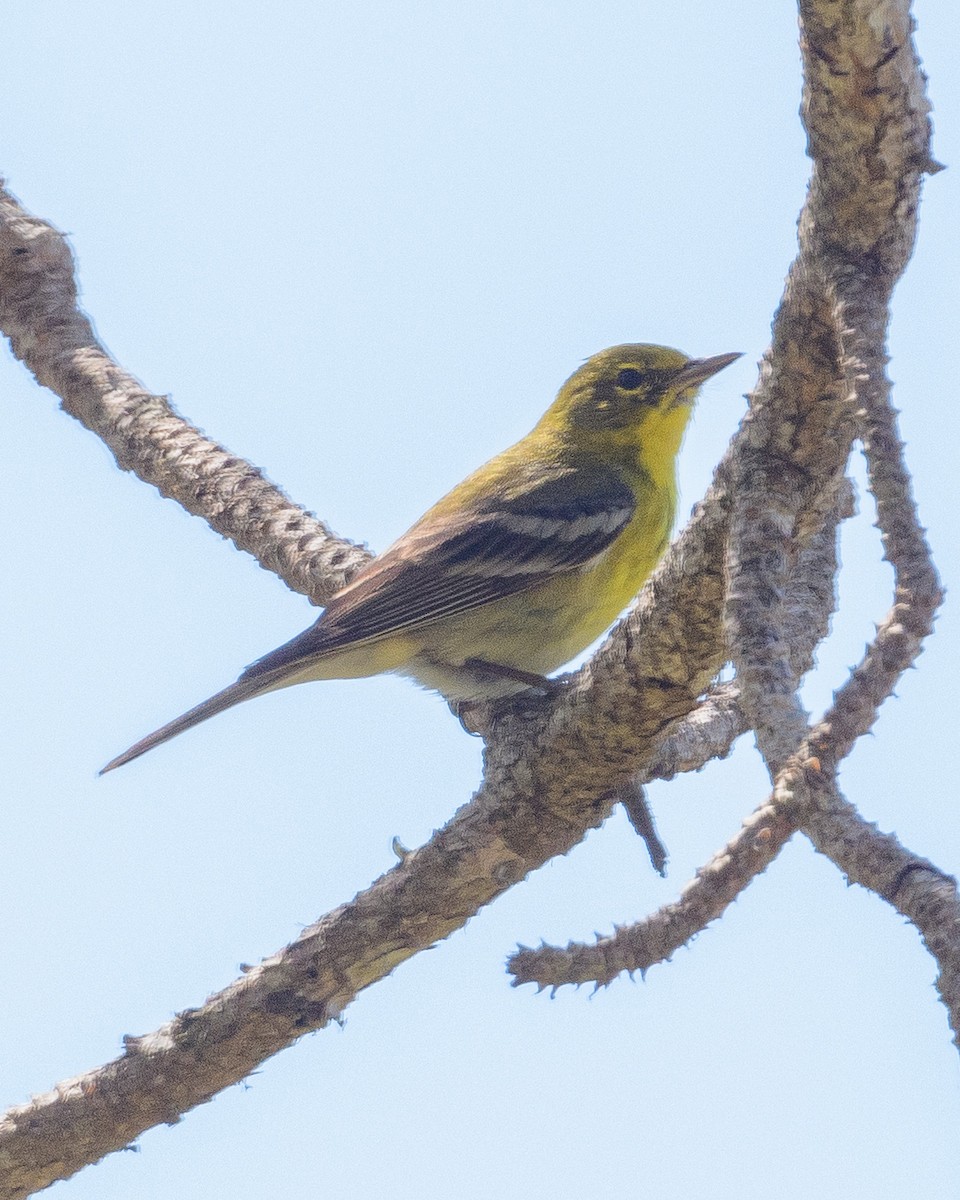 Pine Warbler - ML615921188