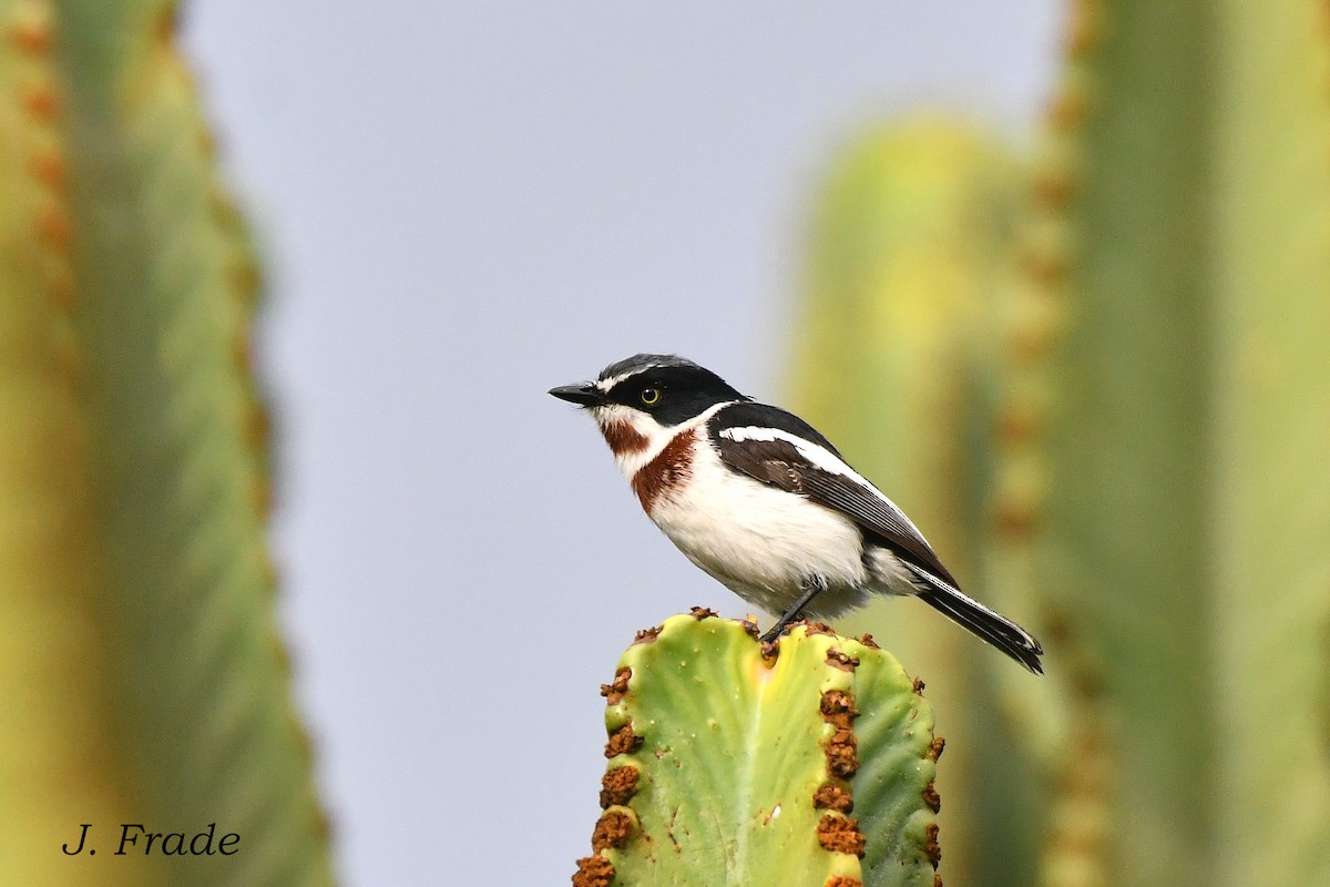 Chinspot Batis - ML615921196