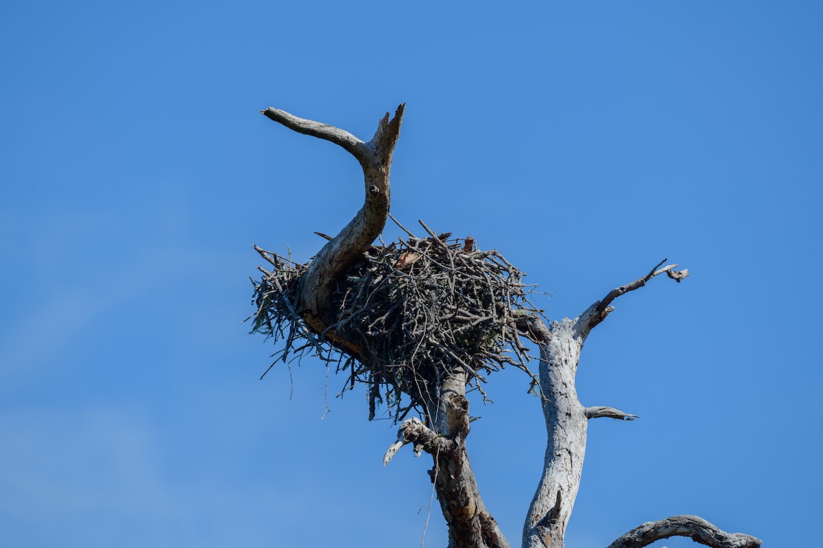 Bald Eagle - Robert Sawyer