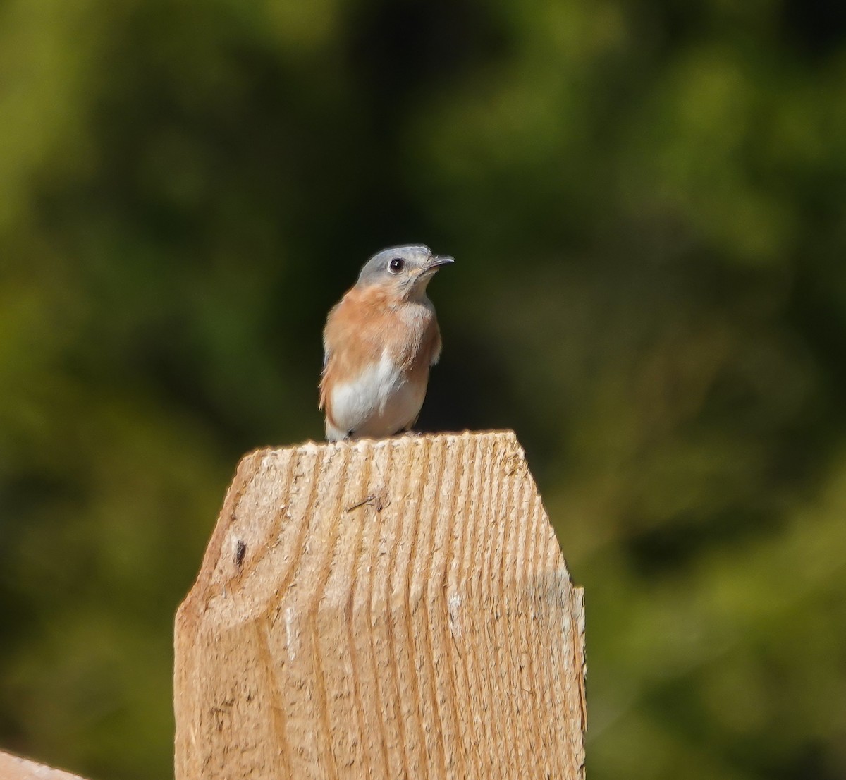 Eastern Bluebird - ML615921229