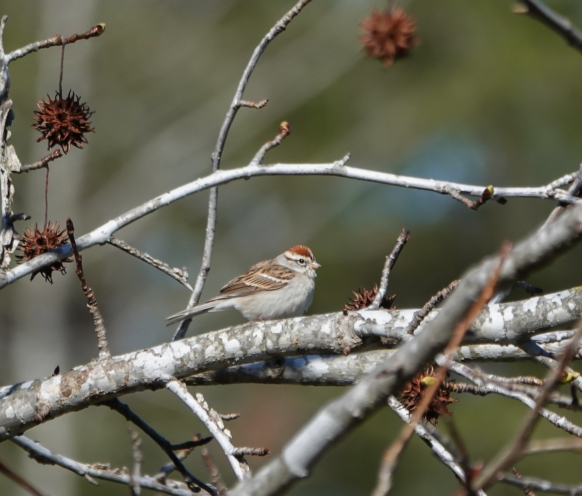 Chipping Sparrow - ML615921233