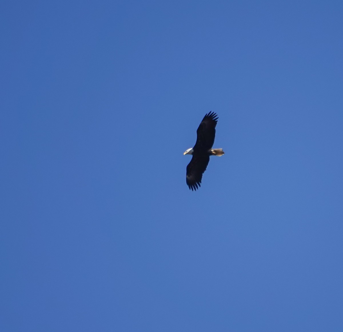 Bald Eagle - ML615921237