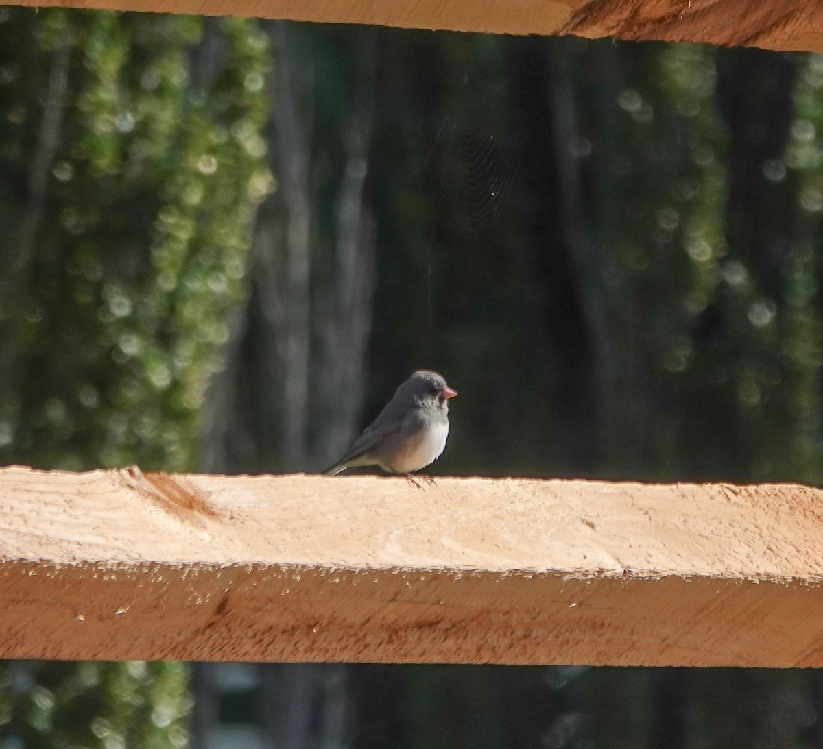 Dark-eyed Junco - ML615921242