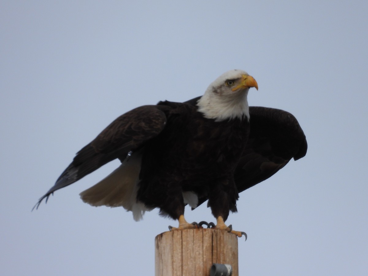 Bald Eagle - ML615921273