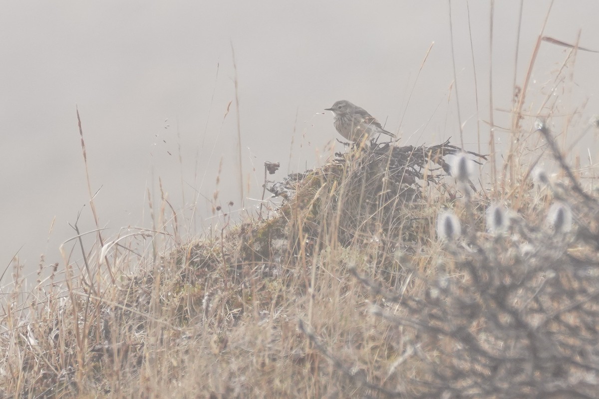 American Pipit - Cameron Eckert