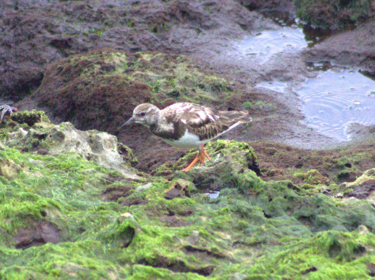 Ruddy Turnstone - ML615921352