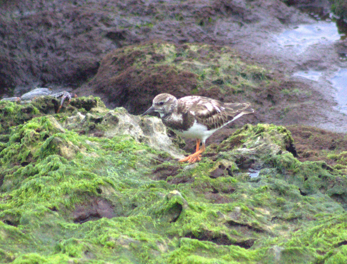 Ruddy Turnstone - ML615921353