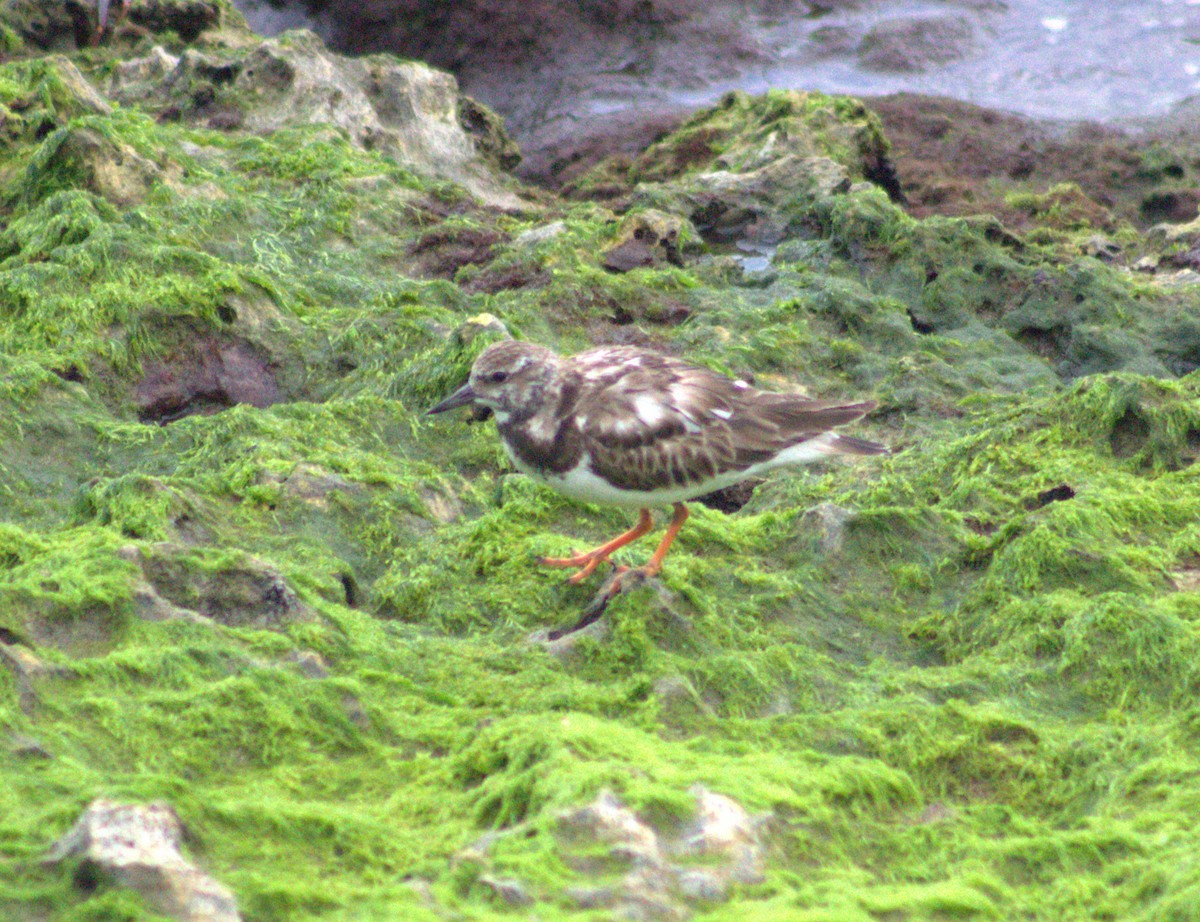 Ruddy Turnstone - ML615921354