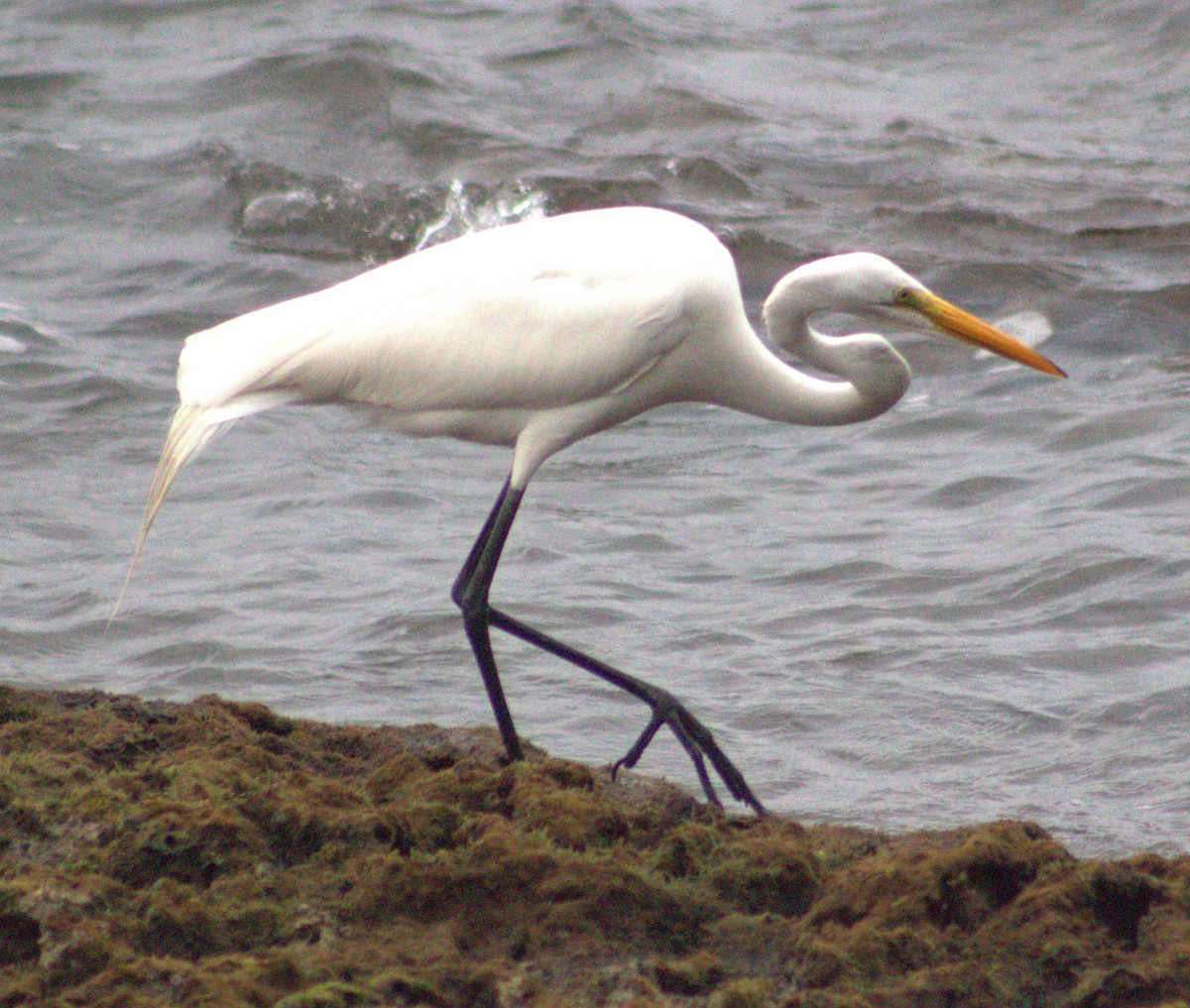 Great Egret - ML615921425