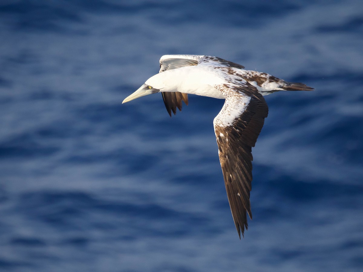 Masked Booby - ML615921454