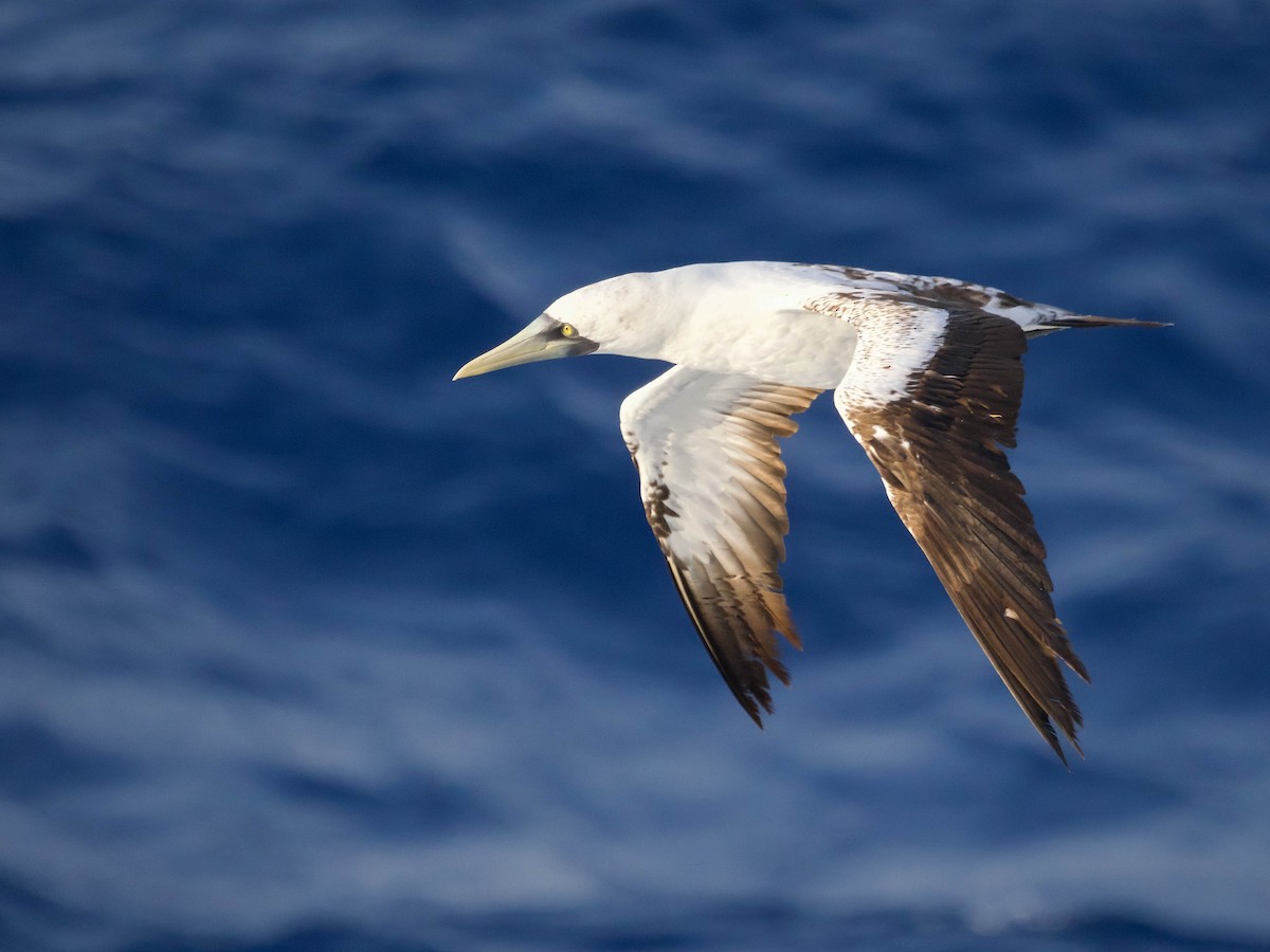 Masked Booby - ML615921455