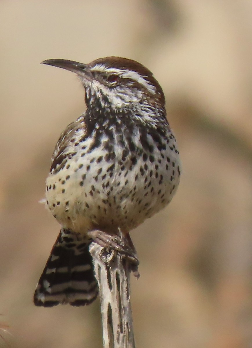 Cactus Wren - Mark Romero