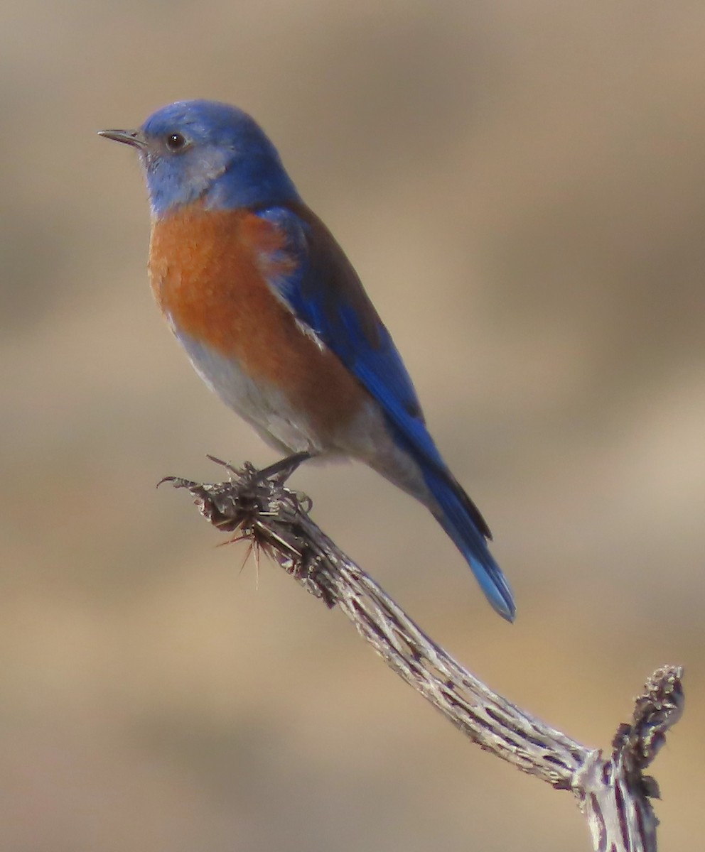 Western Bluebird - Mark Romero