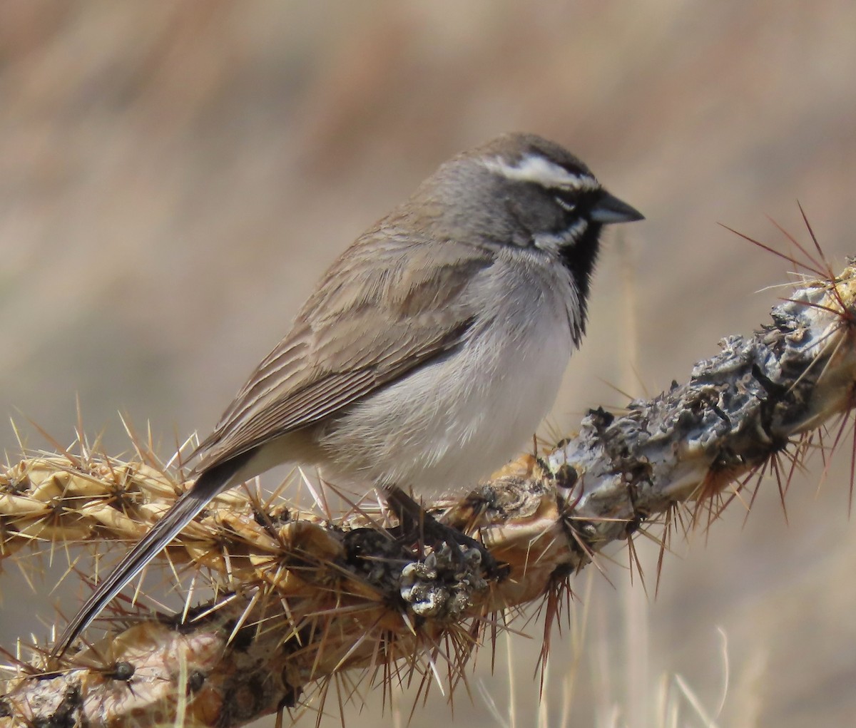 Black-throated Sparrow - Mark Romero