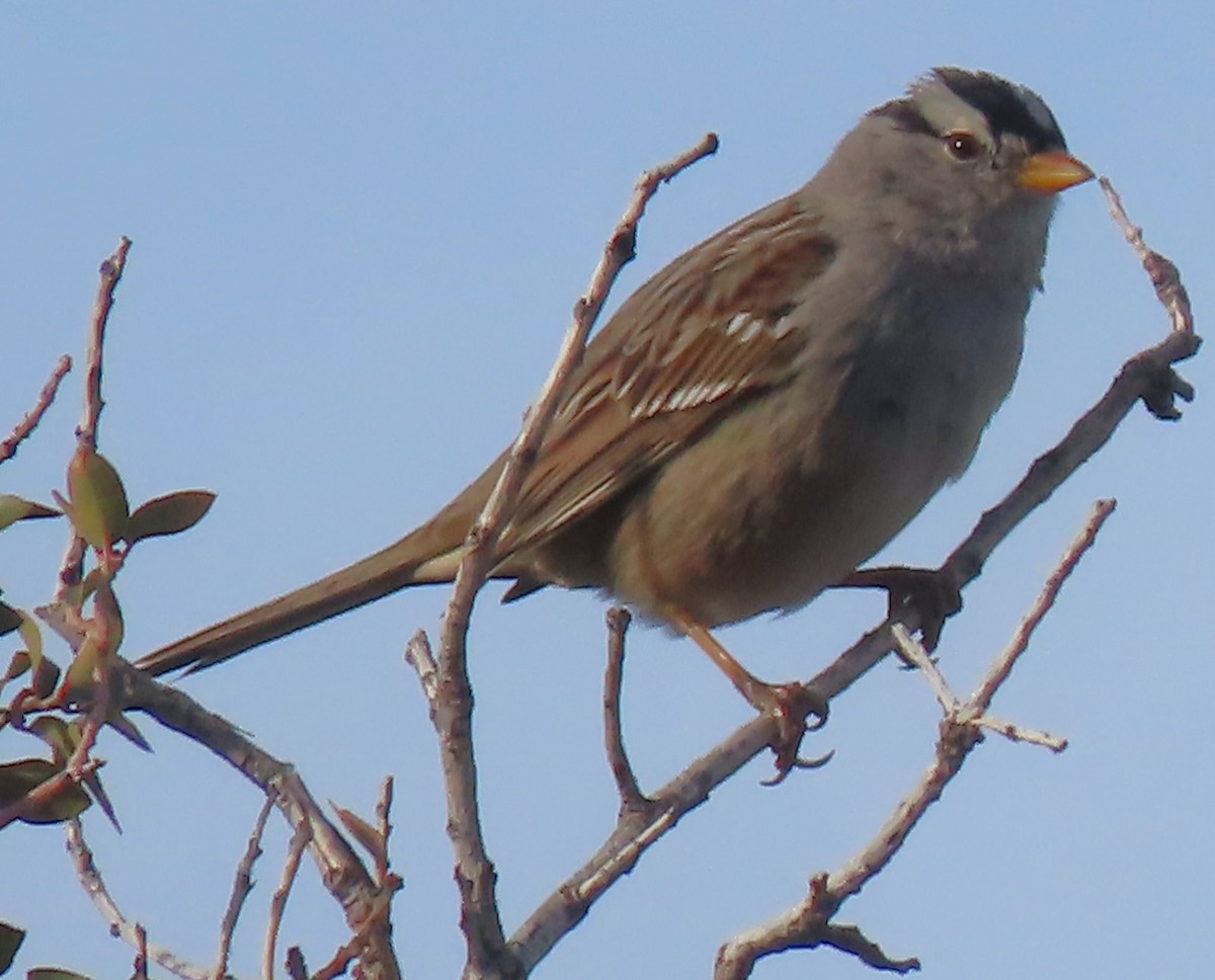 White-crowned Sparrow - Mark Romero