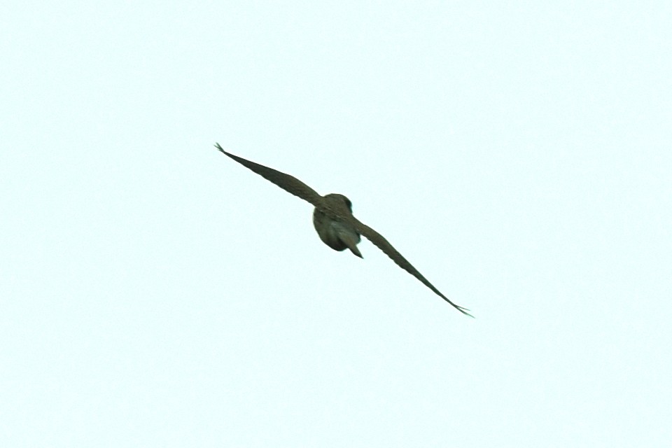 Eurasian Kestrel - ML615921505