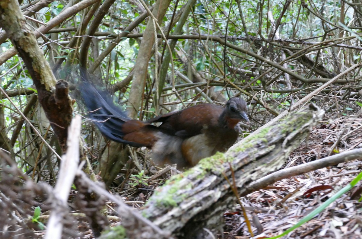 Albert's Lyrebird - ML615921542