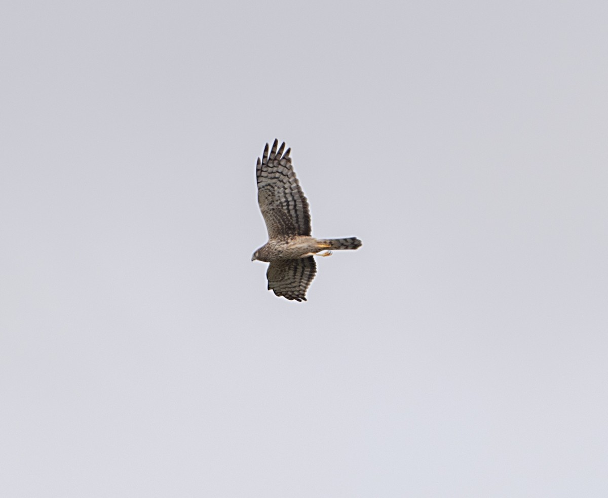 Northern Harrier - ML615921558