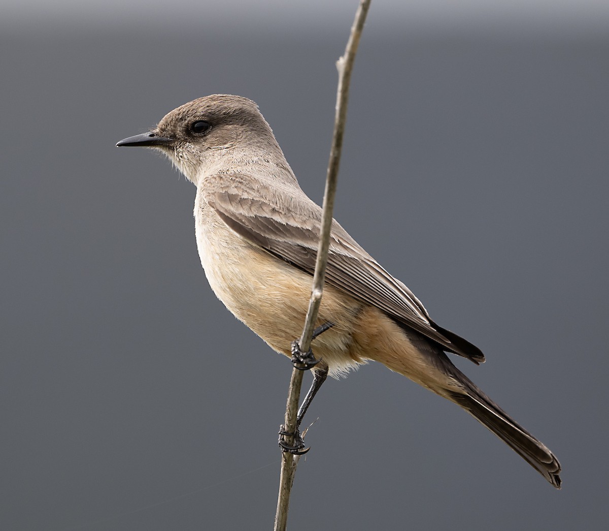 Say's Phoebe - Terry  Hurst