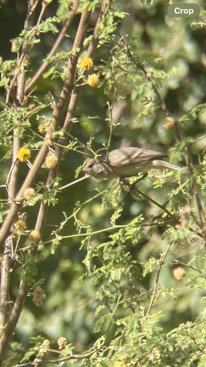 Northern Beardless-Tyrannulet - Keith Albritton