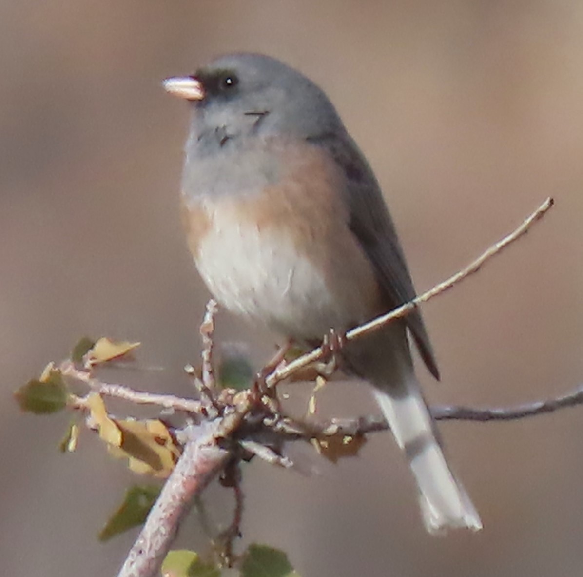 Dark-eyed Junco - Mark Romero