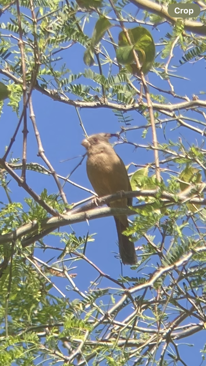 Pyrrhuloxia - ML615921577