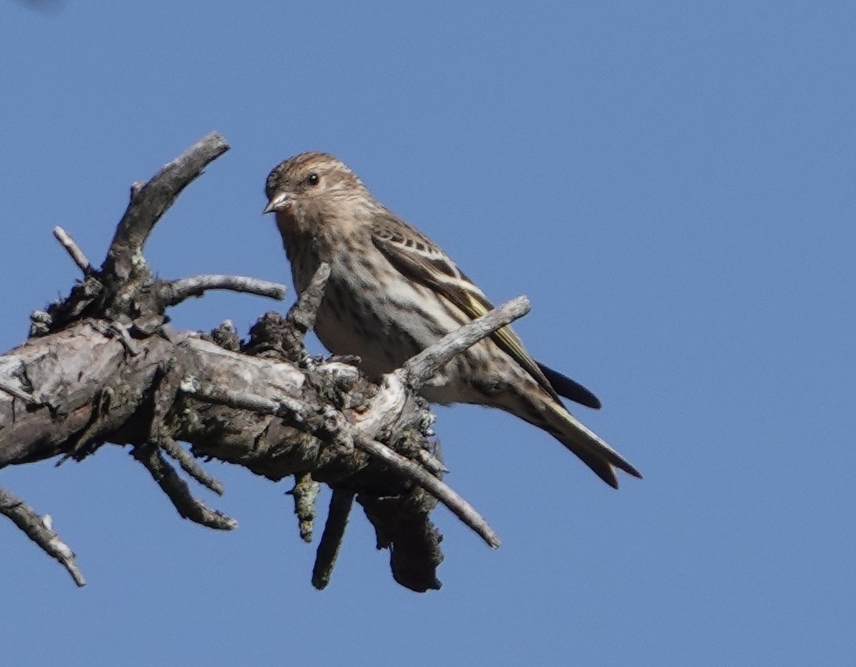 Pine Siskin - ML615921578