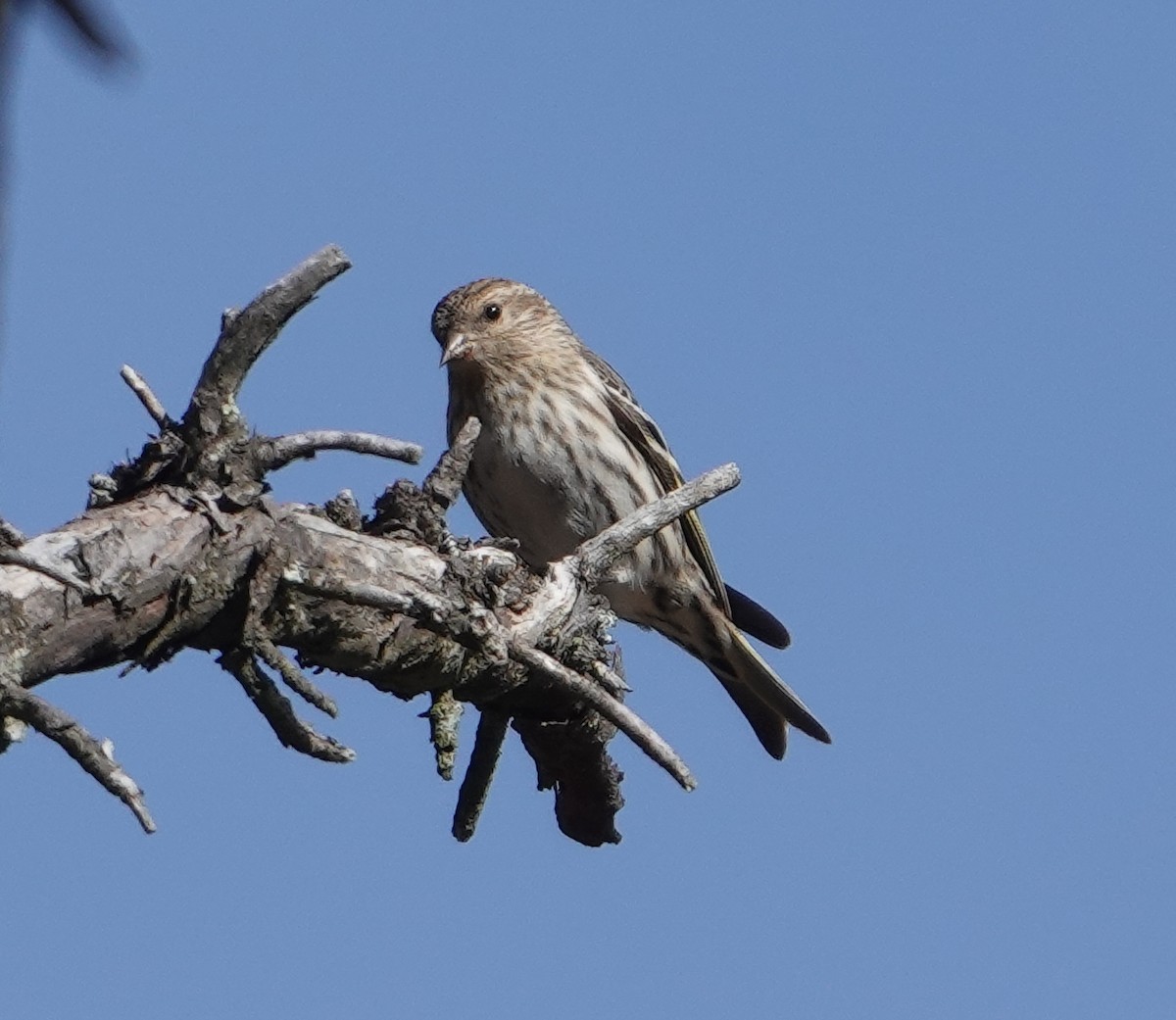 Pine Siskin - ML615921582