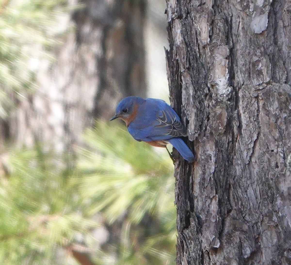 Eastern Bluebird - ML615921586