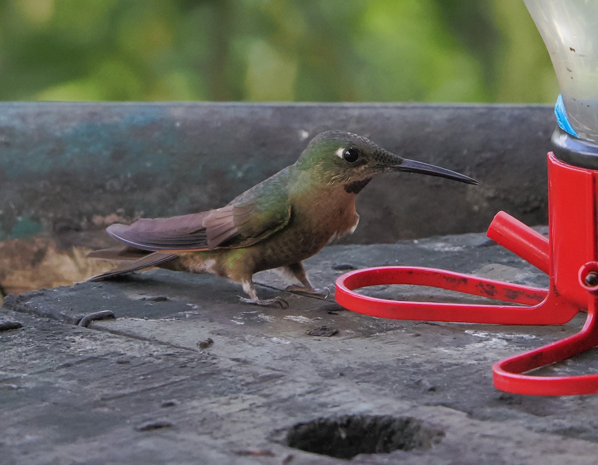 Fawn-breasted Brilliant - Beth McBroom