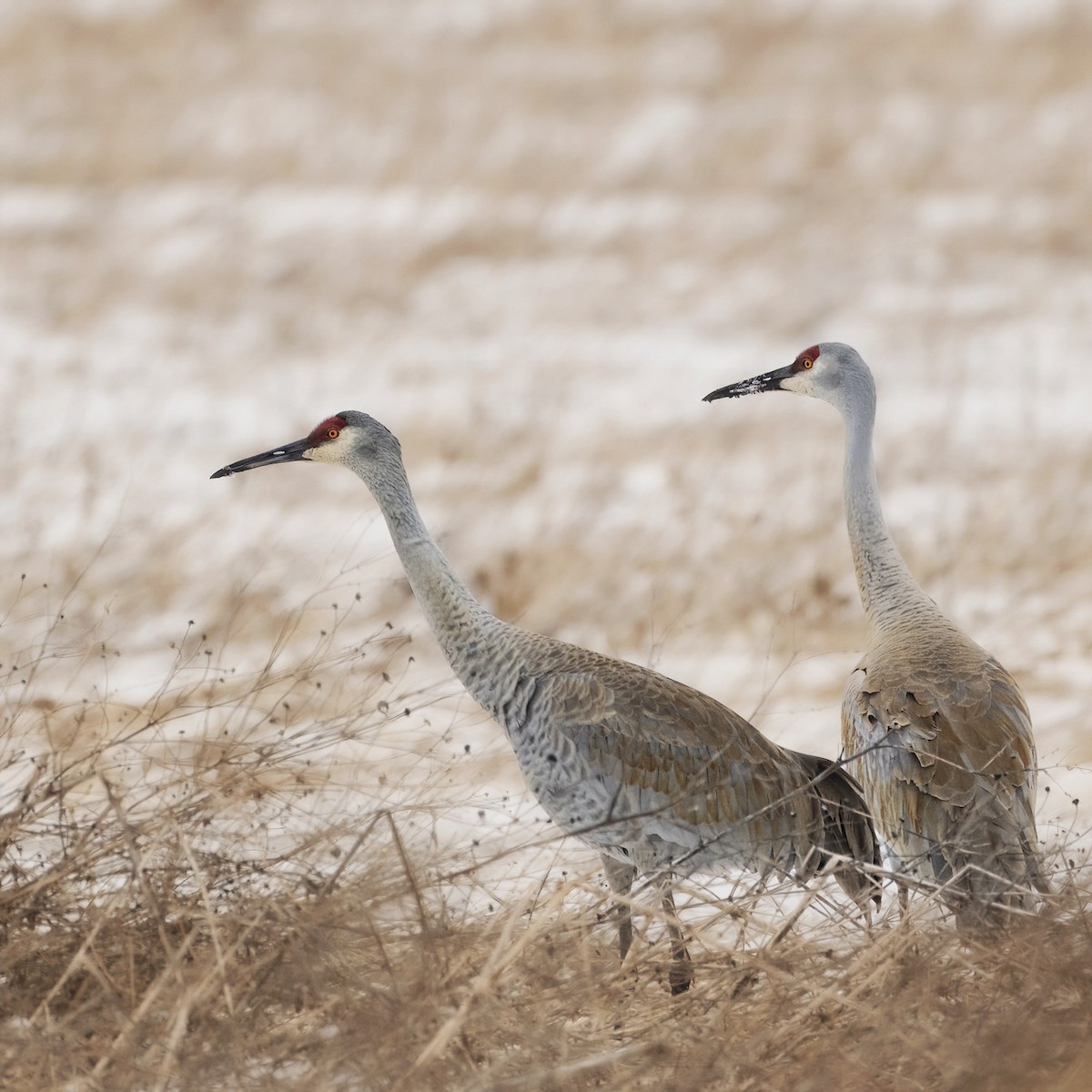 Sandhill Crane - ML615921593