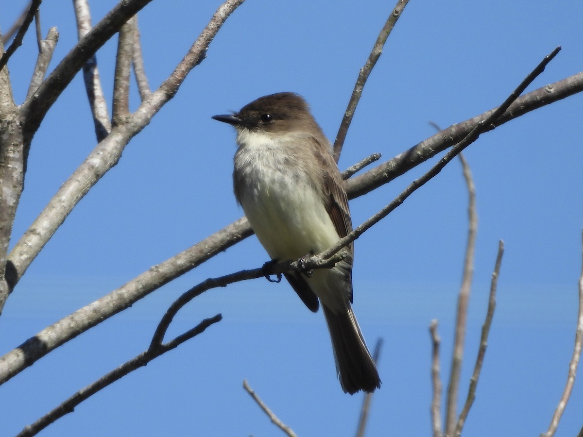 Eastern Phoebe - Karen & Tom Beatty