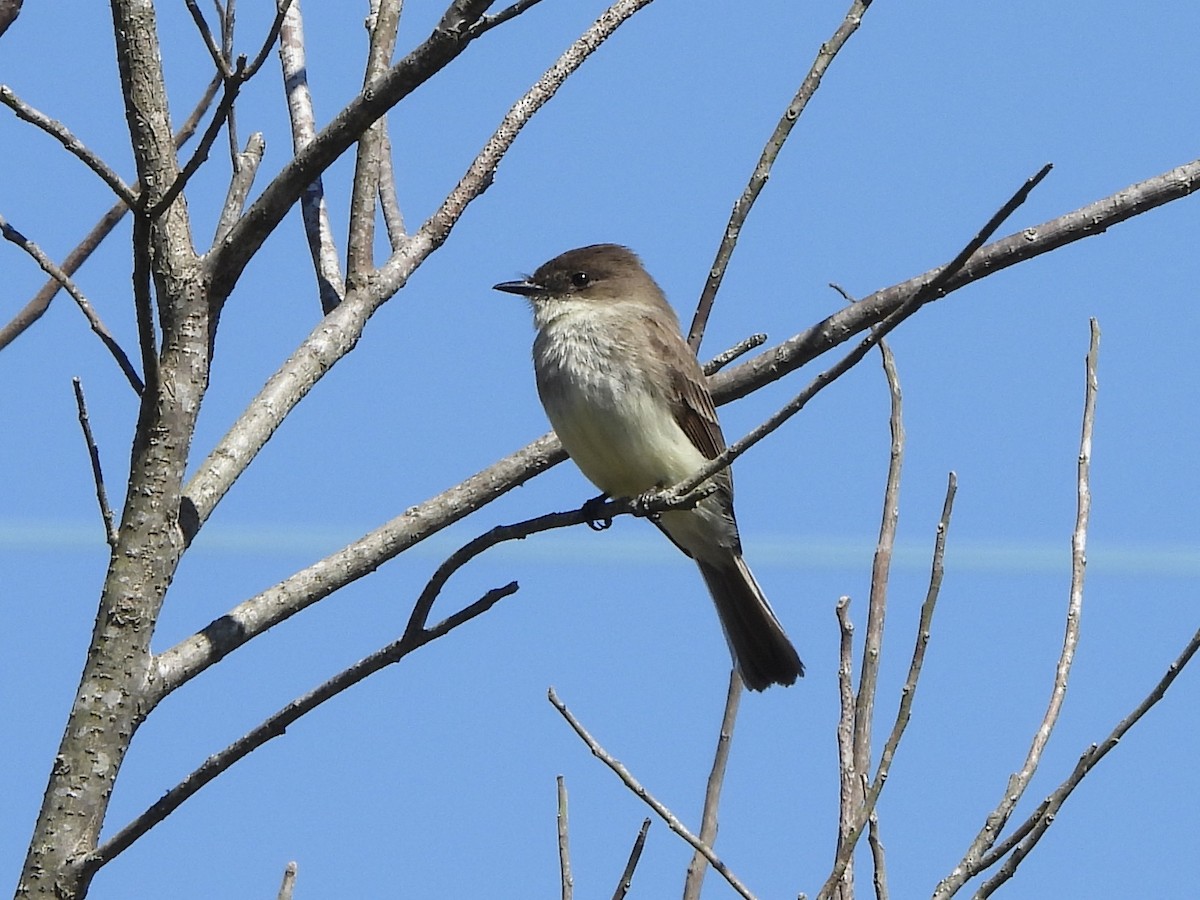 Eastern Phoebe - ML615921599