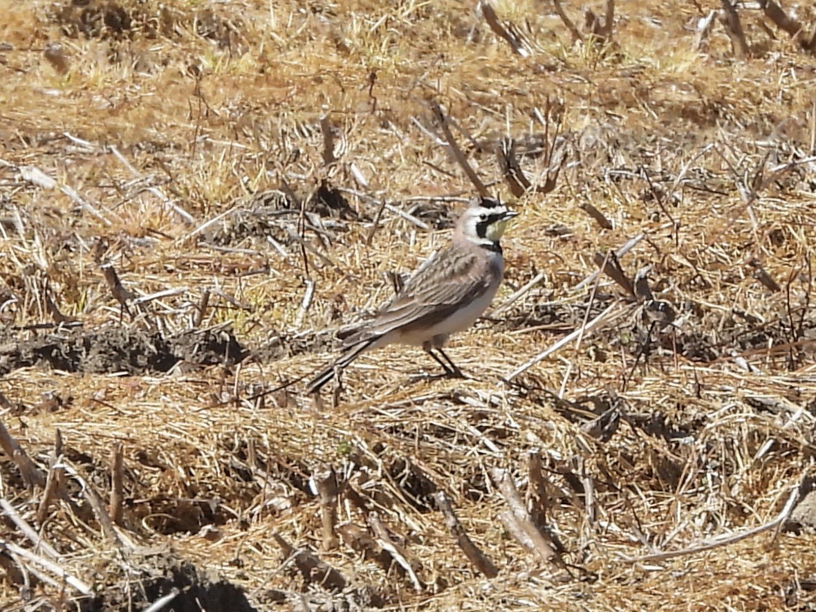 Horned Lark - ML615921603