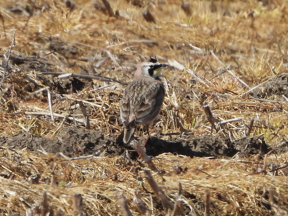 Horned Lark - ML615921608