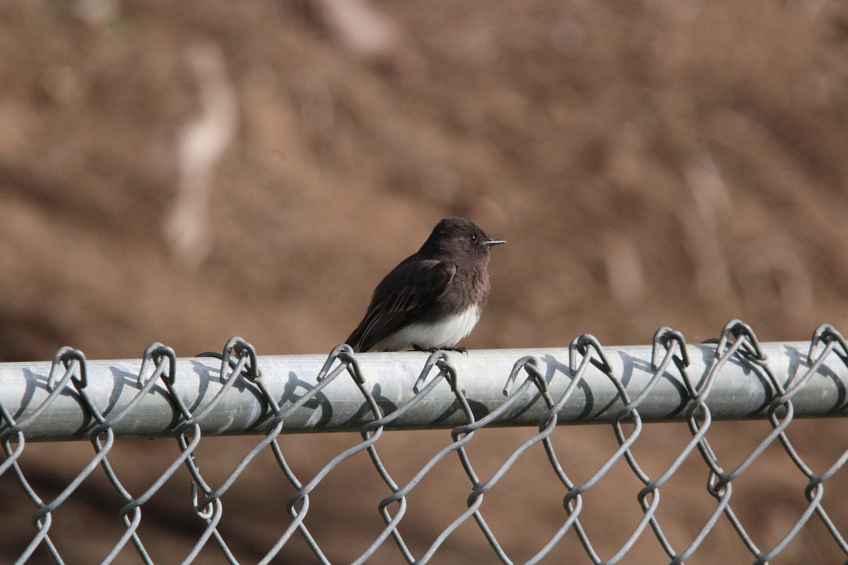 Black Phoebe - ML615921612