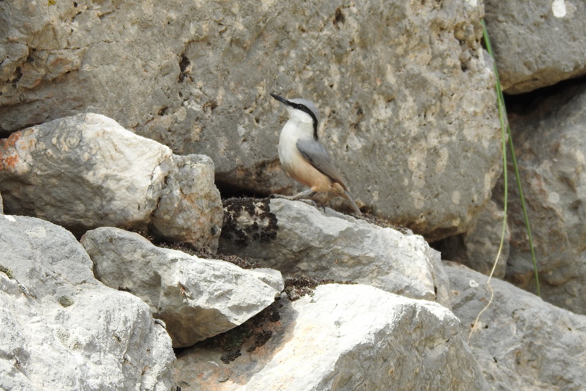 Western Rock Nuthatch - Gary Davidson